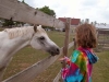 Castel Creek Farms