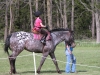 Castel Creek Farms